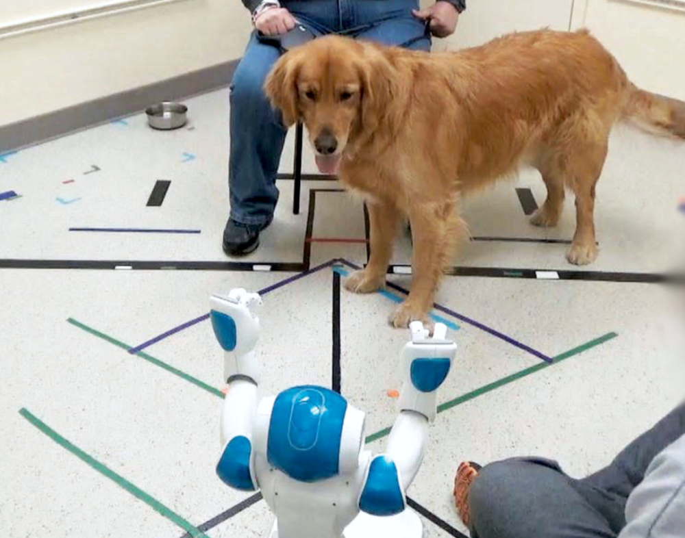 新研究揭示狗机交互秘密狗能服从机器人发出的指令