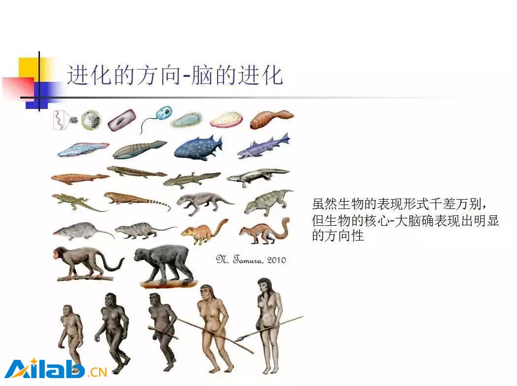 ai伦理无法回避的5个问题生物进化是否有方向